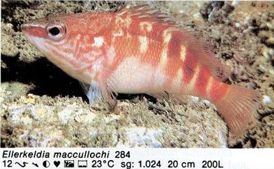 Ellerkeldia maccullochi